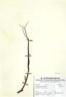 藏品(狹瓣八仙花)的圖片